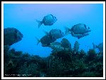 Diplodus vulgaris : sar commun