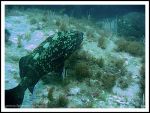 Epinephelus marginatus : mrou