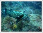 Epinephelus marginatus : mrou