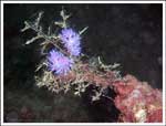 Flabellina affinis : Flabelline mauve