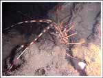 Palinurus elephas : Langouste