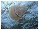 Rhizostoma pulmo : Rhizostome